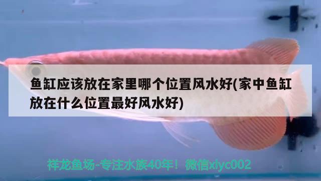 鱼缸应该放在家里哪个位置风水好(家中鱼缸放在什么位置最好风水好)