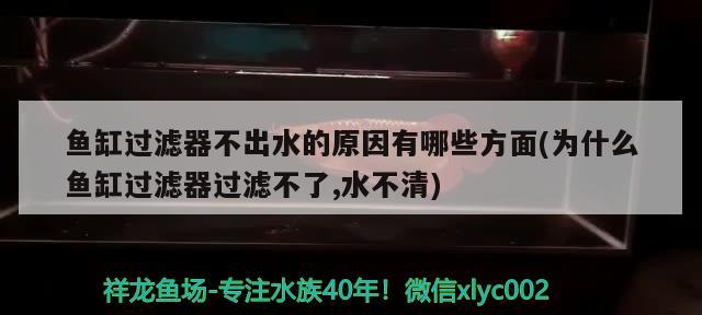 鱼缸过滤器不出水的原因有哪些方面(为什么鱼缸过滤器过滤不了,水不清) 白子黄化银龙鱼