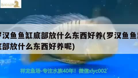 罗汉鱼鱼缸底部放什么东西好养(罗汉鱼鱼缸底部放什么东西好养呢) 罗汉鱼