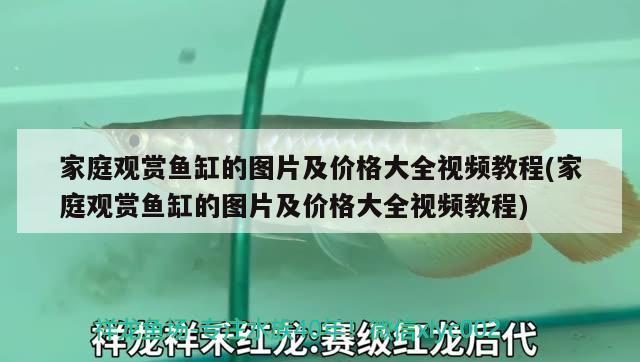 家庭观赏鱼缸的图片及价格大全视频教程(家庭观赏鱼缸的图片及价格大全视频教程) 二氧化碳设备