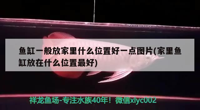 鱼缸一般放家里什么位置好一点图片(家里鱼缸放在什么位置最好) 金头过背金龙鱼