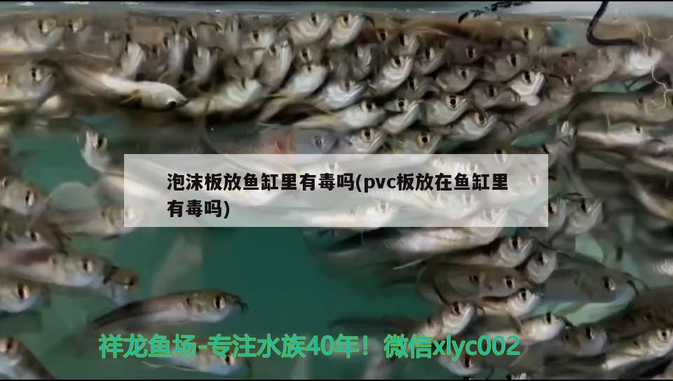 泡沫板放鱼缸里有毒吗(pvc板放在鱼缸里有毒吗)