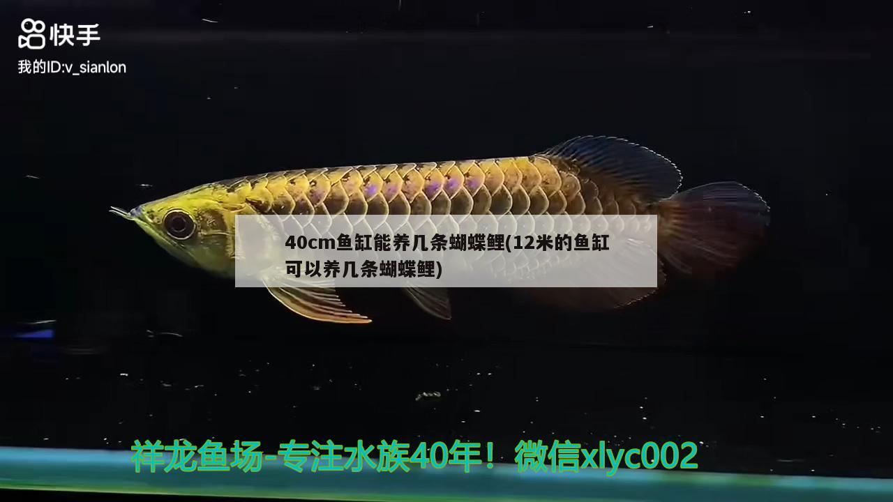 40cm鱼缸能养几条蝴蝶鲤(12米的鱼缸可以养几条蝴蝶鲤)