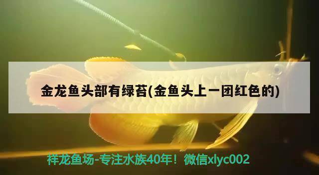 金龙鱼头部有绿苔(金鱼头上一团红色的) 广州水族器材滤材批发市场