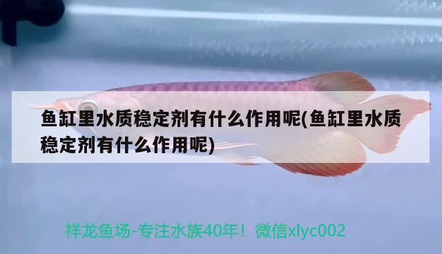 鱼缸里水质稳定剂有什么作用呢(鱼缸里水质稳定剂有什么作用呢) 财神鹦鹉鱼 第2张