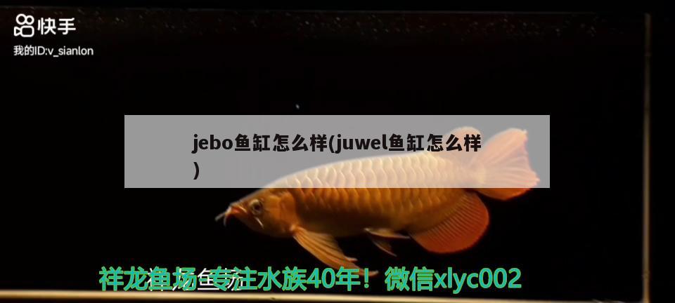 jebo鱼缸怎么样(juwel鱼缸怎么样) 马拉莫宝石鱼