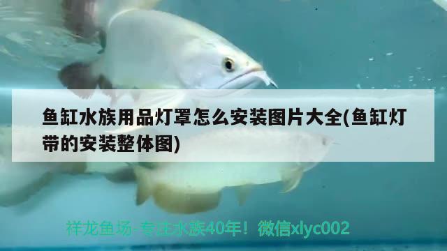 鱼缸水族用品灯罩怎么安装图片大全(鱼缸灯带的安装整体图) 水族用品