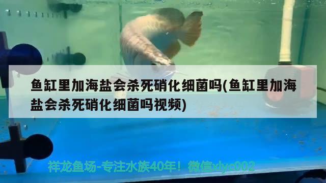 鱼缸里加海盐会杀死硝化细菌吗(鱼缸里加海盐会杀死硝化细菌吗视频) 硝化细菌