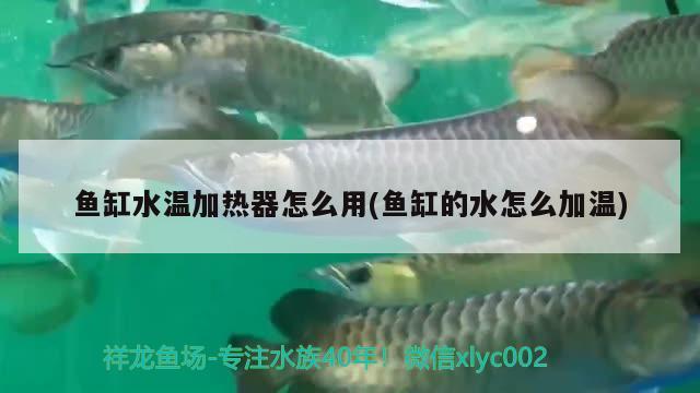 鱼缸水温加热器怎么用(鱼缸的水怎么加温) 白子银版鱼苗