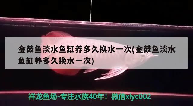 金鼓鱼淡水鱼缸养多久换水一次(金鼓鱼淡水鱼缸养多久换水一次) 申古银版鱼