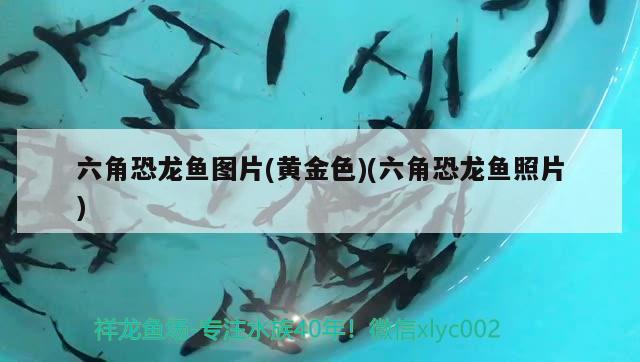 六角恐龙鱼图片(黄金色)(六角恐龙鱼照片) 鱼缸等水族设备 第1张