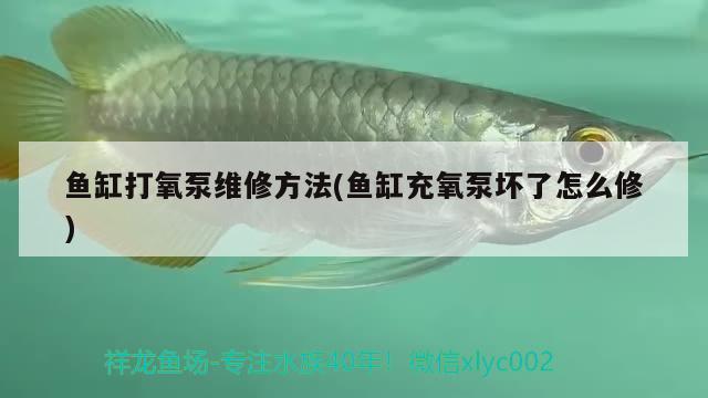 鱼缸打氧泵维修方法(鱼缸充氧泵坏了怎么修) 金头过背金龙鱼