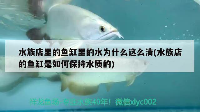 水族店里的鱼缸里的水为什么这么清(水族店的鱼缸是如何保持水质的) 女王大帆鱼