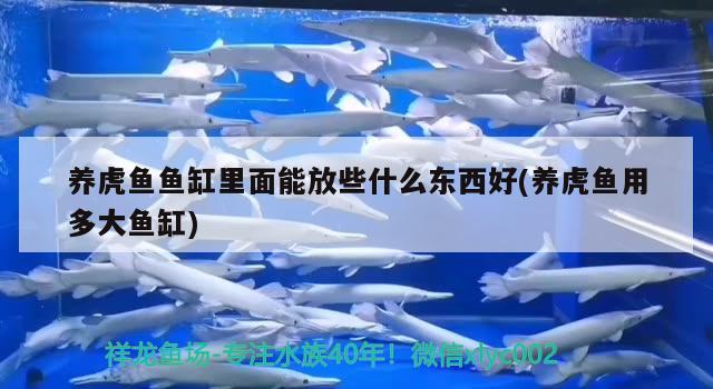 养虎鱼鱼缸里面能放些什么东西好(养虎鱼用多大鱼缸)