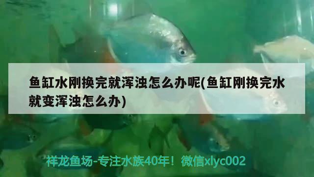 鱼缸水刚换完就浑浊怎么办呢(鱼缸刚换完水就变浑浊怎么办)