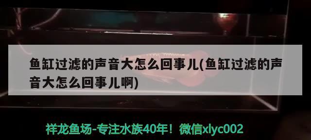 鱼缸过滤的声音大怎么回事儿(鱼缸过滤的声音大怎么回事儿啊) 马拉莫宝石鱼 第2张