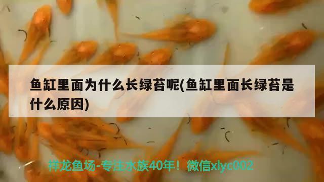 鱼缸里面为什么长绿苔呢(鱼缸里面长绿苔是什么原因) 水族世界