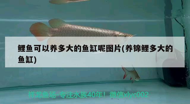 鲤鱼可以养多大的鱼缸呢图片(养锦鲤多大的鱼缸) 水族品牌