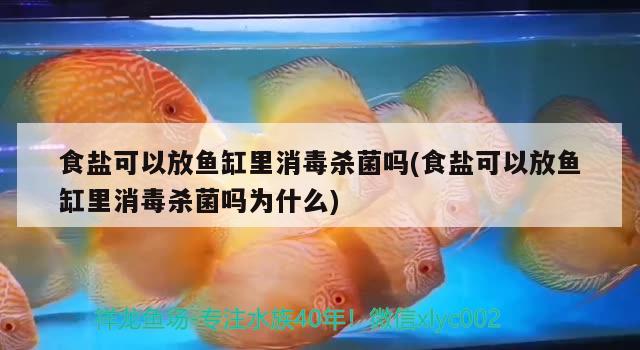 食盐可以放鱼缸里消毒杀菌吗(食盐可以放鱼缸里消毒杀菌吗为什么) 罗汉鱼