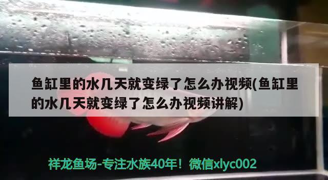 鱼缸里的水几天就变绿了怎么办视频(鱼缸里的水几天就变绿了怎么办视频讲解)