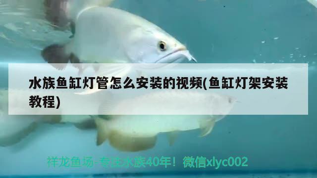 水族鱼缸灯管怎么安装的视频(鱼缸灯架安装教程) 祥龙赫舞红龙鱼