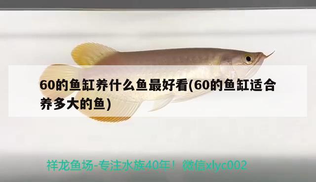 60的鱼缸养什么鱼最好看(60的鱼缸适合养多大的鱼) 锦鲤鱼