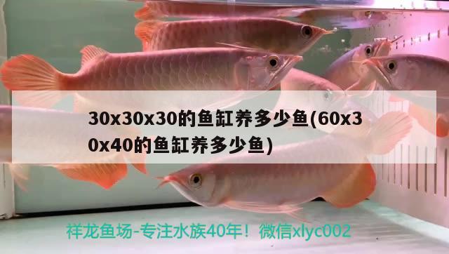 30x30x30的鱼缸养多少鱼(60x30x40的鱼缸养多少鱼)