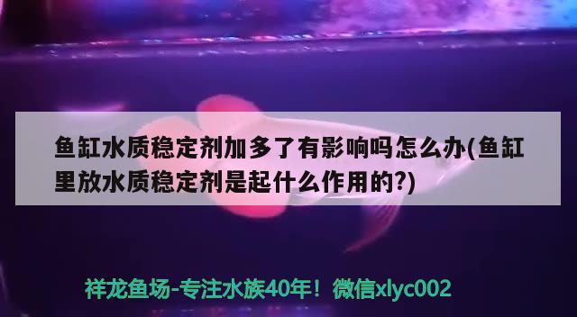 鱼缸水质稳定剂加多了有影响吗怎么办(鱼缸里放水质稳定剂是起什么作用的?)