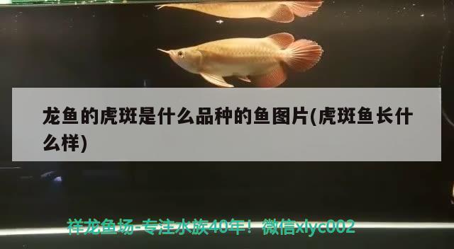 龙鱼的虎斑是什么品种的鱼图片(虎斑鱼长什么样) 龙鱼批发