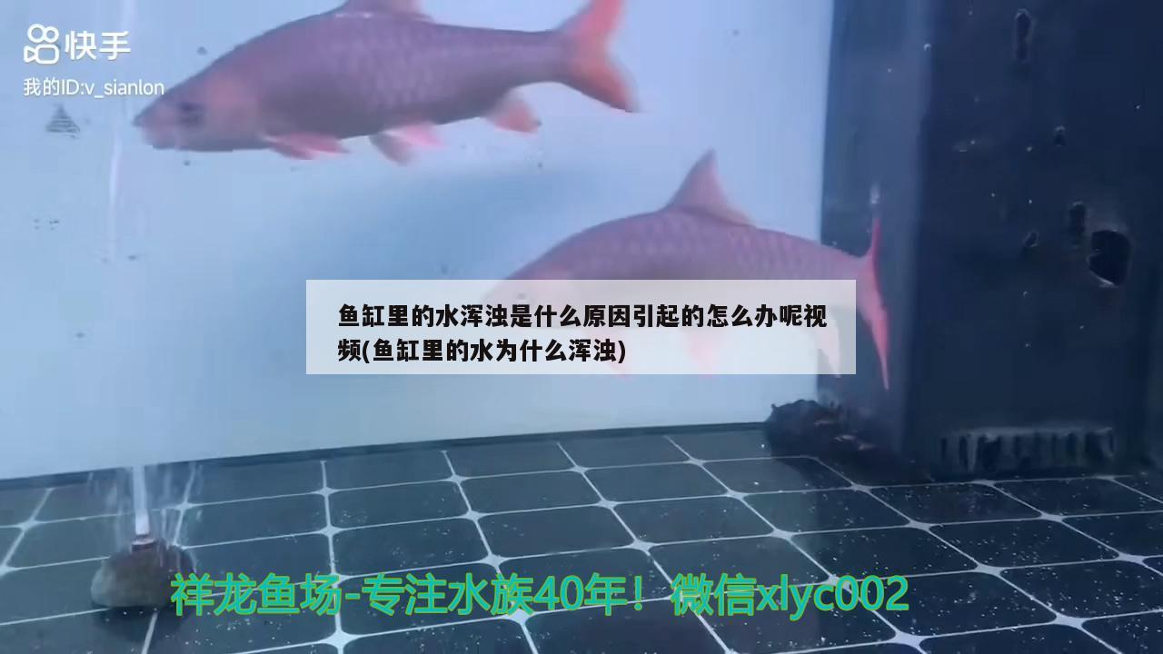 鱼缸里的水浑浊是什么原因引起的怎么办呢视频(鱼缸里的水为什么浑浊) 祥龙超血红龙鱼