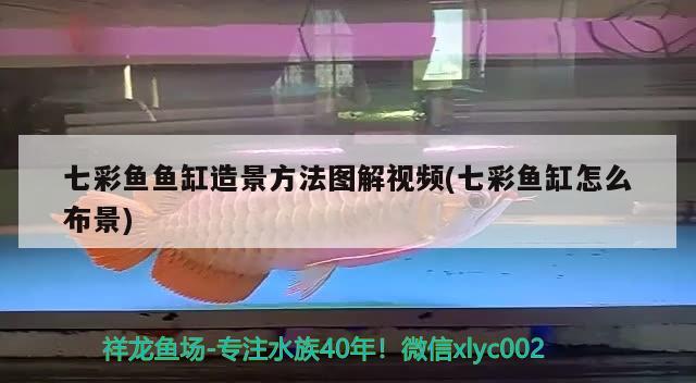 七彩鱼鱼缸造景方法图解视频(七彩鱼缸怎么布景) 其它水族用具设备