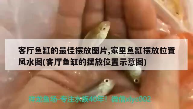 客厅鱼缸的最佳摆放图片,家里鱼缸摆放位置风水图(客厅鱼缸的摆放位置示意图)