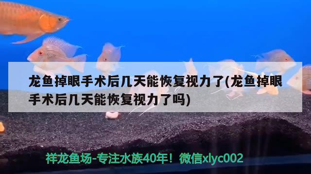 龙鱼掉眼手术后几天能恢复视力了(龙鱼掉眼手术后几天能恢复视力了吗)