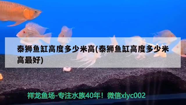 泰狮鱼缸高度多少米高(泰狮鱼缸高度多少米高最好)