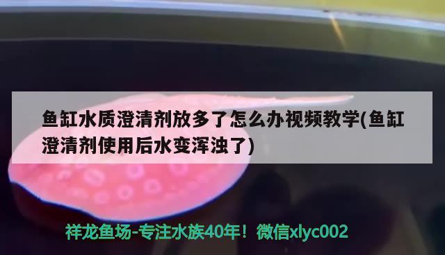 鱼缸水质澄清剂放多了怎么办视频教学(鱼缸澄清剂使用后水变浑浊了)