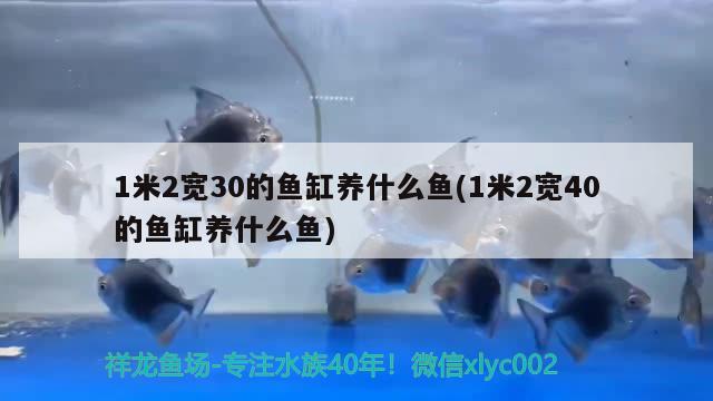 1米2宽30的鱼缸养什么鱼(1米2宽40的鱼缸养什么鱼)