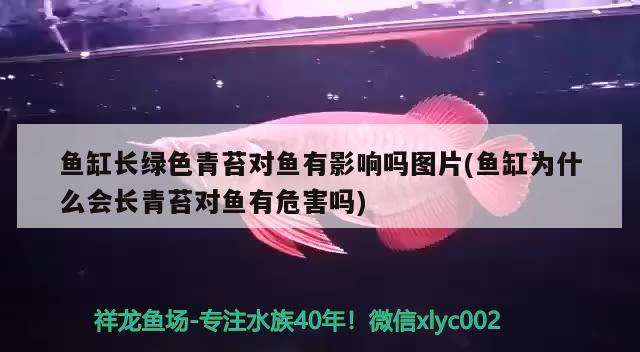 鱼缸长绿色青苔对鱼有影响吗图片(鱼缸为什么会长青苔对鱼有危害吗)