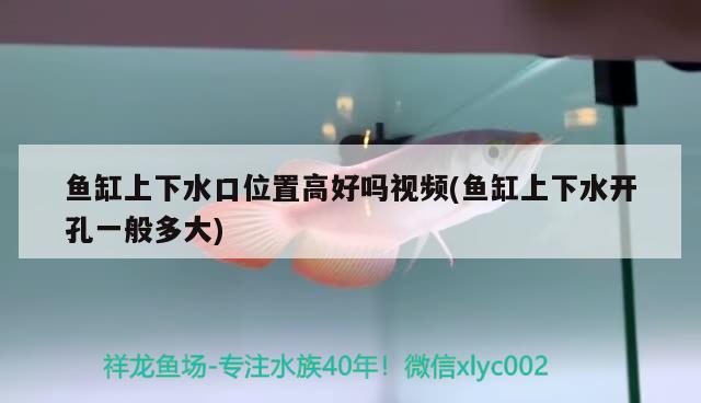 鱼缸上下水口位置高好吗视频(鱼缸上下水开孔一般多大) 白子银版鱼苗