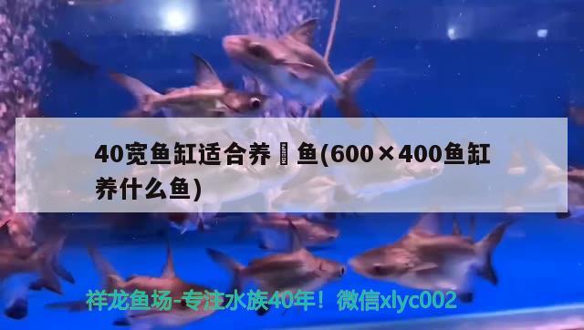 40宽鱼缸适合养魟鱼(600×400鱼缸养什么鱼)