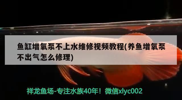 鱼缸增氧泵不上水维修视频教程(养鱼增氧泵不出气怎么修理) 观赏鱼百科