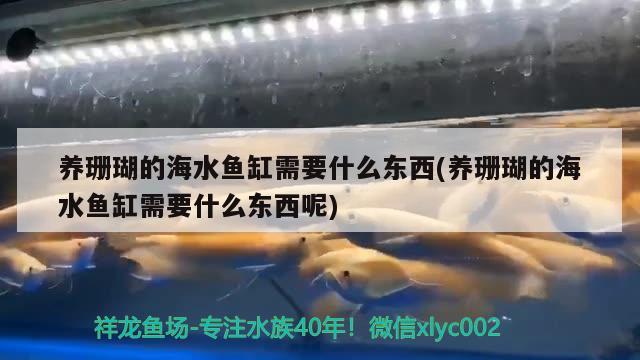 养珊瑚的海水鱼缸需要什么东西(养珊瑚的海水鱼缸需要什么东西呢) 海水鱼