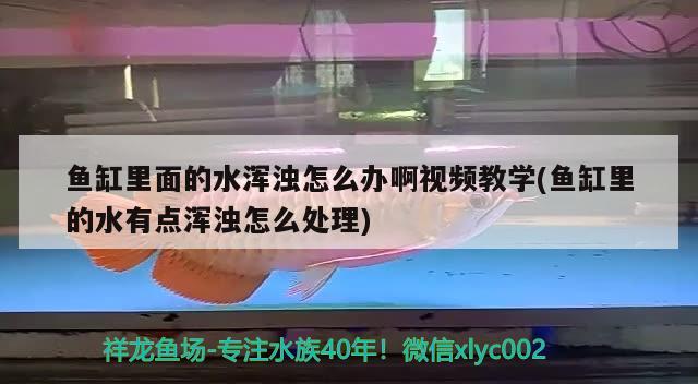 鱼缸里面的水浑浊怎么办啊视频教学(鱼缸里的水有点浑浊怎么处理)