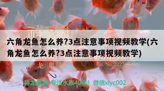 六角龙鱼怎么养?3点注意事项视频教学(六角龙鱼怎么养?3点注意事项视频教学) 水族世界