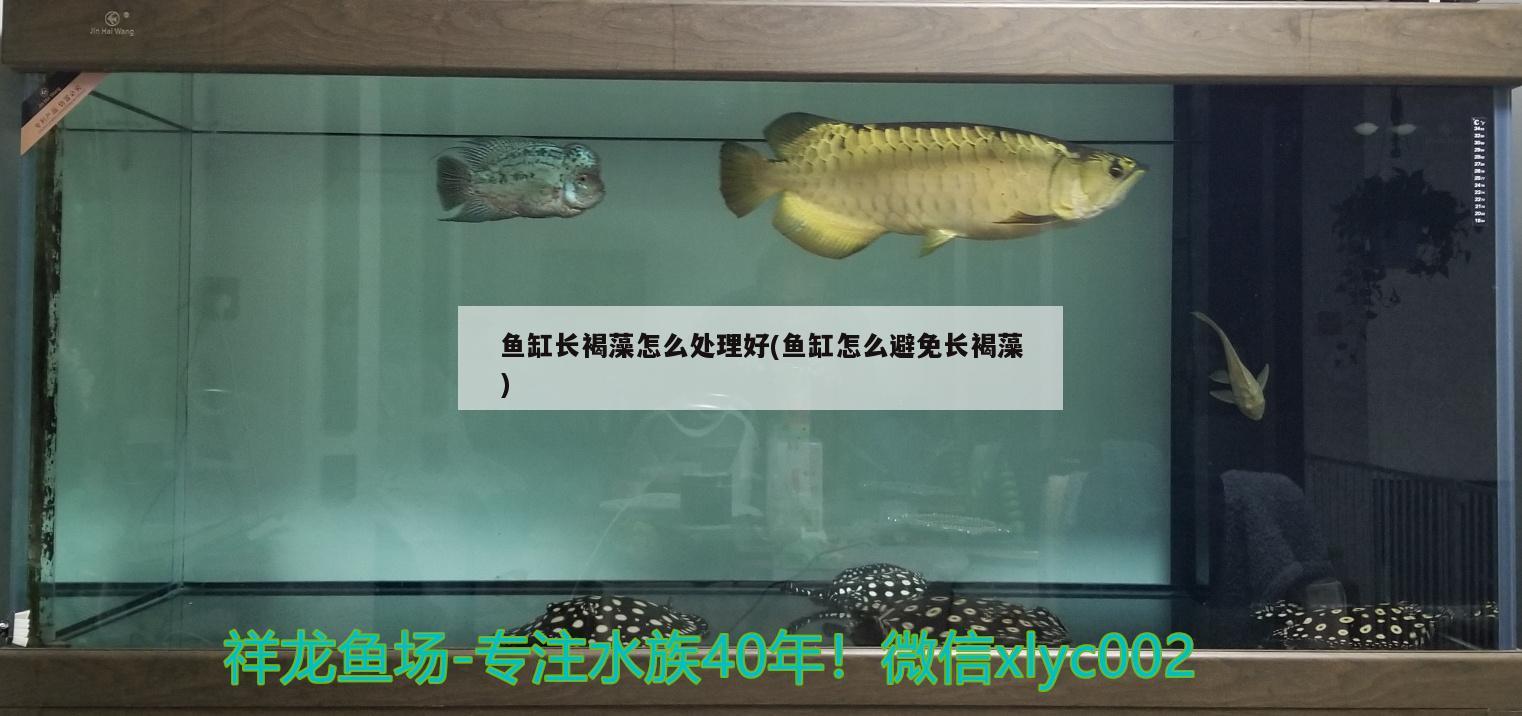 鱼缸长褐藻怎么处理好(鱼缸怎么避免长褐藻)