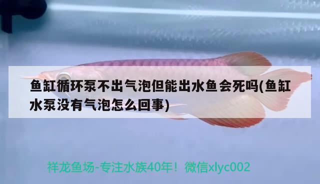 鱼缸循环泵不出气泡但能出水鱼会死吗(鱼缸水泵没有气泡怎么回事)