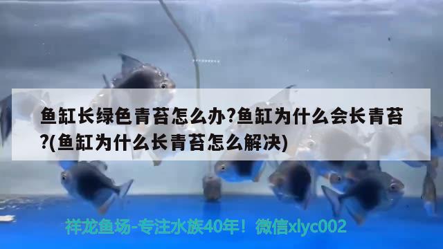 鱼缸长绿色青苔怎么办?鱼缸为什么会长青苔?(鱼缸为什么长青苔怎么解决) 鱼缸清洁用具