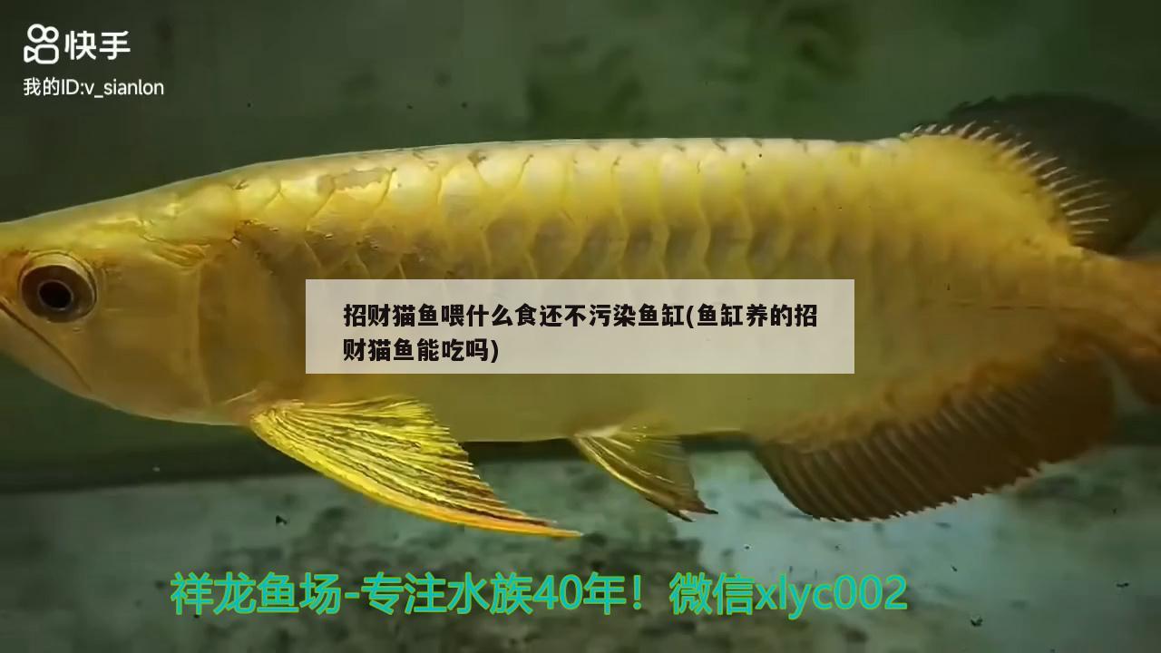 招财猫鱼喂什么食还不污染鱼缸(鱼缸养的招财猫鱼能吃吗) 祥龙鱼场