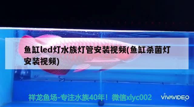 鱼缸led灯水族灯管安装视频(鱼缸杀菌灯安装视频) 黄金斑马鱼