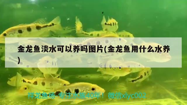 金龙鱼淡水可以养吗图片(金龙鱼用什么水养) 广州水族器材滤材批发市场