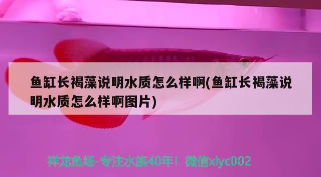 鱼缸长褐藻说明水质怎么样啊(鱼缸长褐藻说明水质怎么样啊图片) 魟鱼